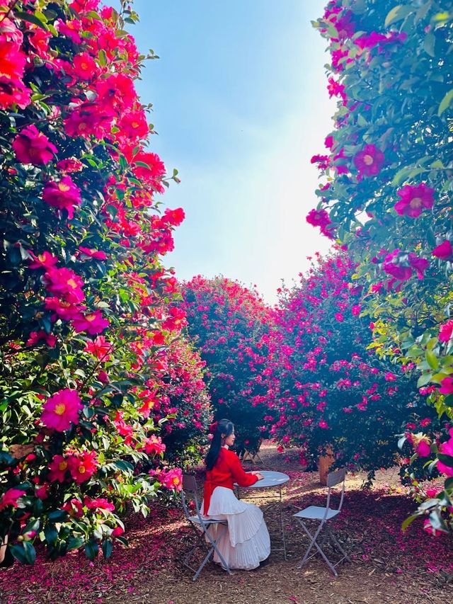 제주동백 끝판왕, 여기만 가도 완벽🌺❤️