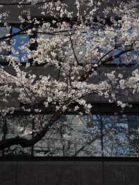 一生に一度は行ってほしい！日本橋の桜並木