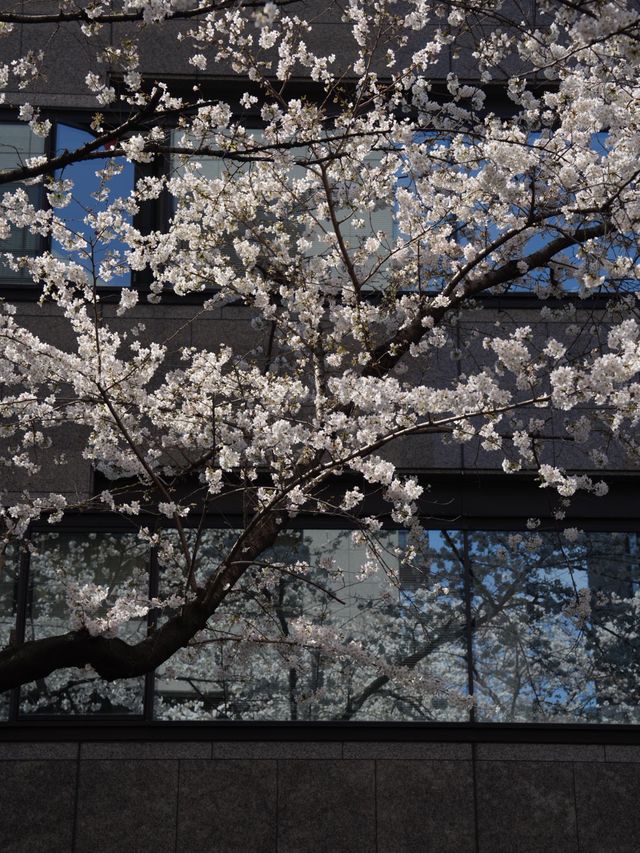 一生に一度は行ってほしい！日本橋の桜並木