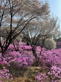 말그대로 꽃동산 그 자체💕