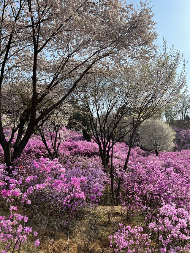 말그대로 꽃동산 그 자체💕