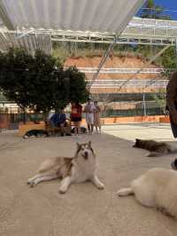 Puppy farm - cutest puppies in Dalat 