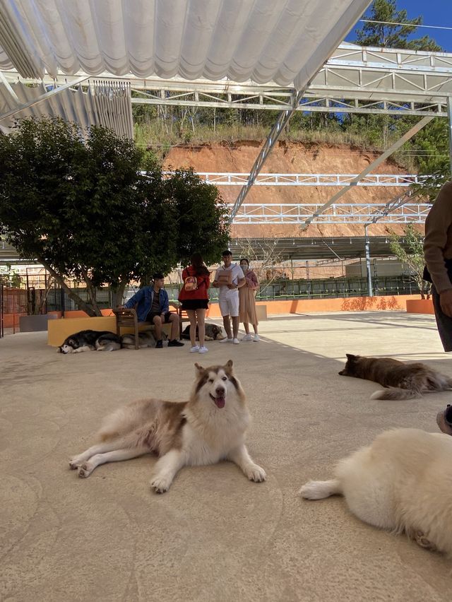Puppy farm - cutest puppies in Dalat 