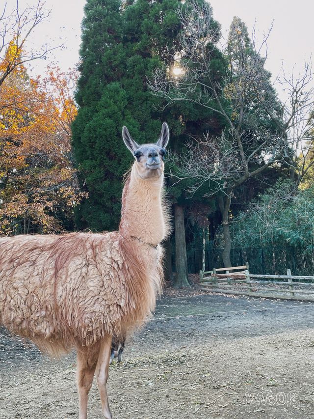 日本九州 | 阿蘇市里一個隱世的治癒系動物園~