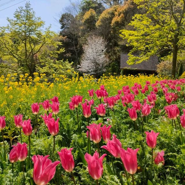 【兵庫県 神戸】神戸布引ハーブ園＆ロープーウェイ✨