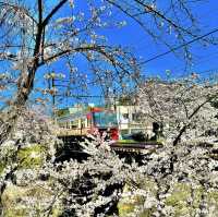 新境川　桜並木