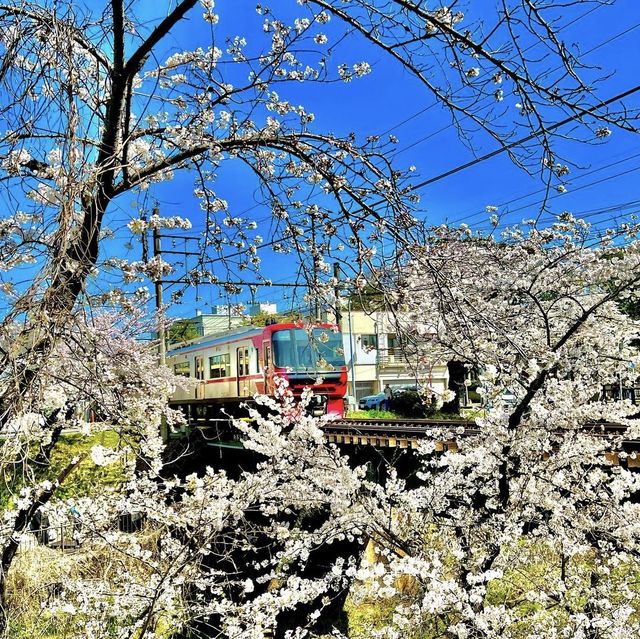 新境川　桜並木