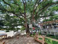 Lab Slow Bar | Ang Thong🌱