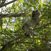 Me and the cute monkeys at MacRitchie