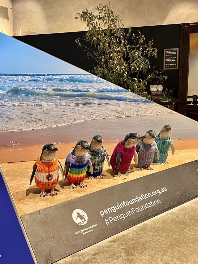 세상에서 가장 작은 펭귄의 퇴근길, 필립 아일랜드 펭귄 퍼레이드🐧
