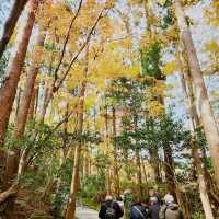 Arashiyama Bamboo Forest 🌳 