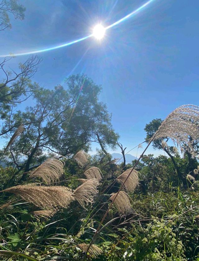 一條既輕鬆又CP值高之行山徑,你總等？