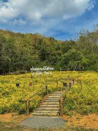 ทุ่งดอกเก็กฮวยบิ๊กโจ๊ย อ.มวกเหล็ก สระบุรี 🌼