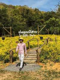 ทุ่งดอกเก็กฮวยบิ๊กโจ๊ย อ.มวกเหล็ก สระบุรี 🌼