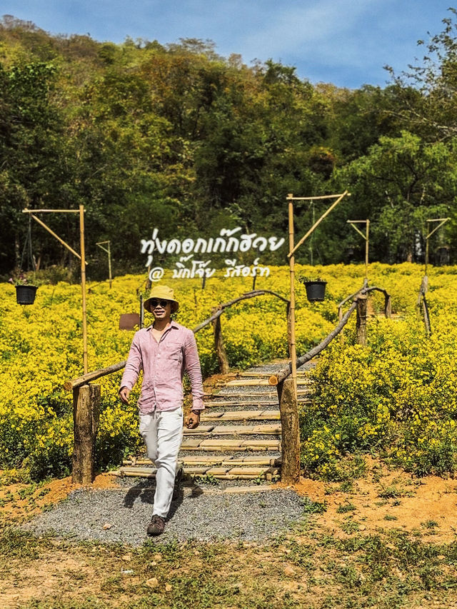 ทุ่งดอกเก็กฮวยบิ๊กโจ๊ย อ.มวกเหล็ก สระบุรี 🌼