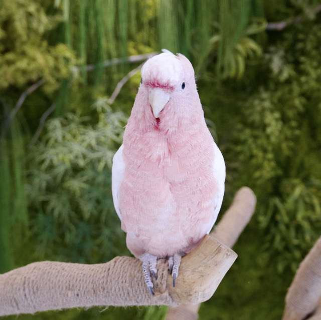 앵무새 만나볼 수 있는 카페, 어반오프🦜