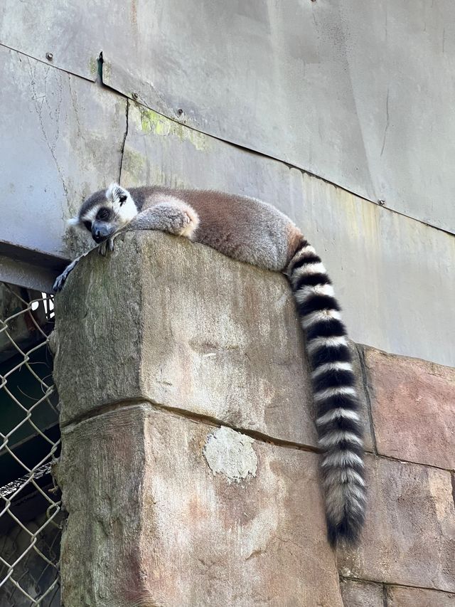 富國島最新親子景點之一😬珍珠島野生動物園❤️近距離接觸小動物