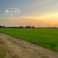 Barakat Lunla Land cafe & farm วิวทุ่งนา