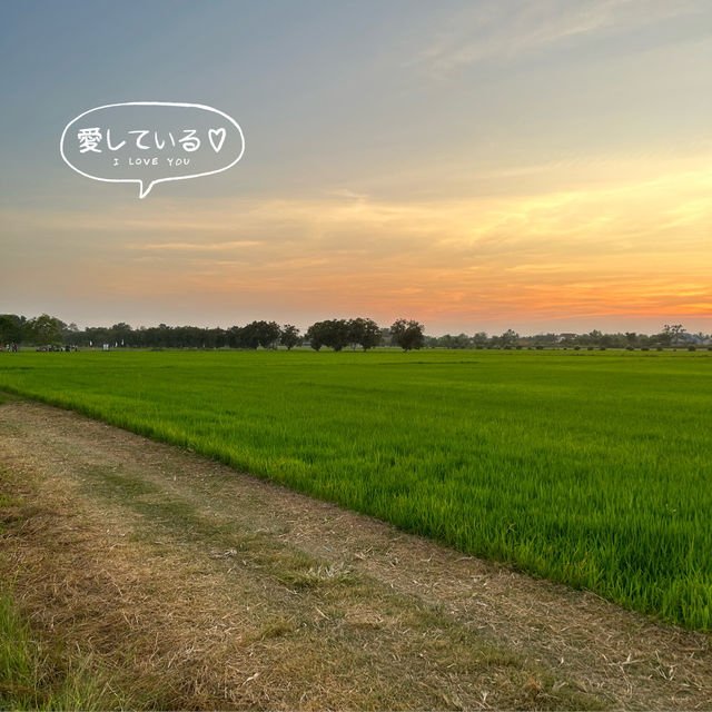 Barakat Lunla Land cafe & farm วิวทุ่งนา