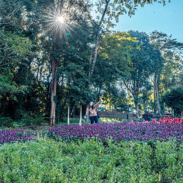 ชวนเที่ยวงานดอกไม้ ที่สวนแม่ฟ้าหลวง ดอยตุง