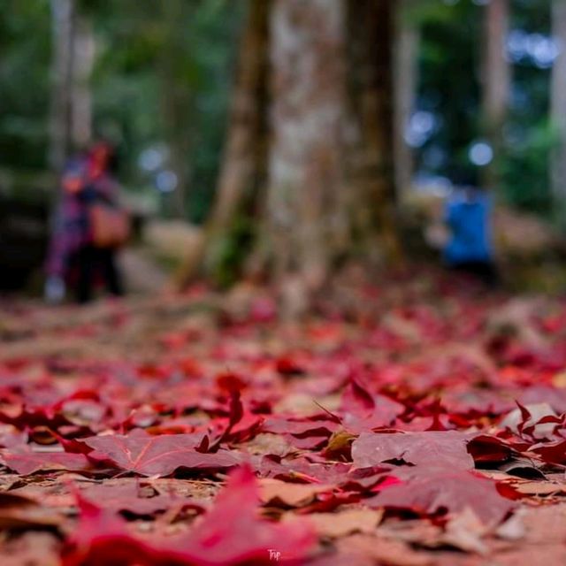 ชมใบก่วมแดง (Meple) ภูหินร่องกล้า 
