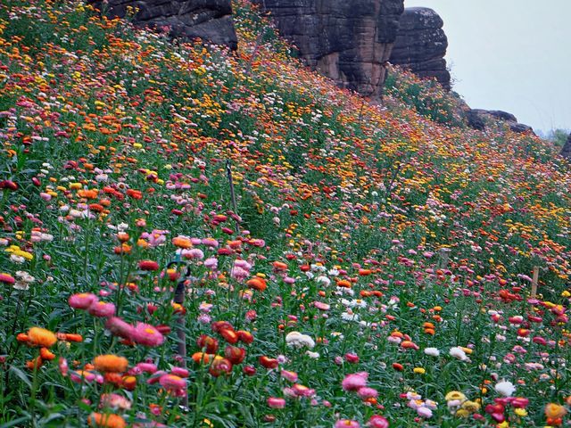 ทุ่งดอกกระดาษ - อุทยานภูหินร่องกล้า