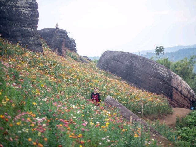 ทุ่งดอกกระดาษบานแล้วนะ @ภูหินร่องกล้า