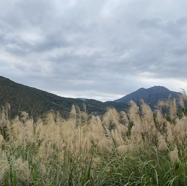 陽明山櫻花季-平菁街42巷