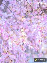 ここだけは押さえておきたい都内河津桜4選✨