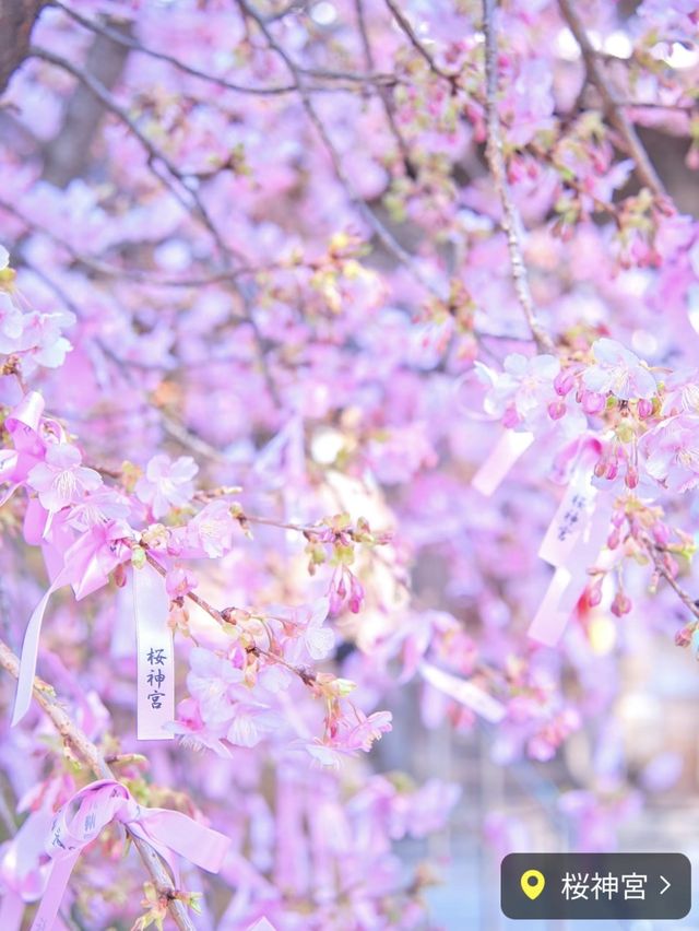 ここだけは押さえておきたい都内河津桜4選✨