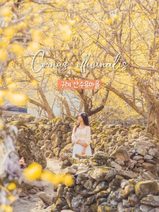 🌼다가오는 봄 노란색 산수유로 가득한 마을 [구례, 산수유마을]🌿