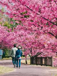 関西一の河津桜スポット🌸