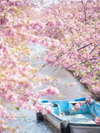  三重県で見れる早咲きの桜スポット2選！🌸