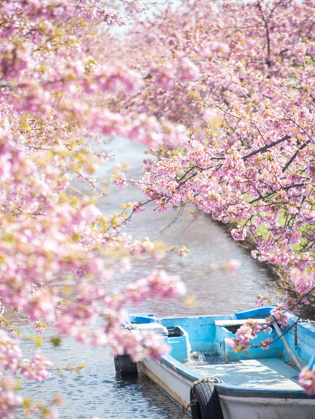  三重県で見れる早咲きの桜スポット2選！🌸
