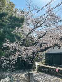 【京都】春の期間限定！「花の間」が今年も開催！より鮮やかで華やかな空間のお寺