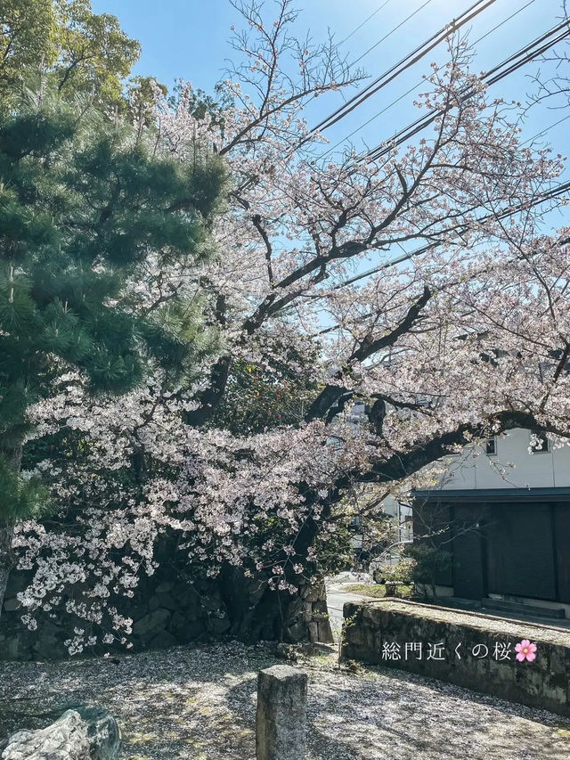 【京都】春の期間限定！「花の間」が今年も開催！より鮮やかで華やかな空間のお寺