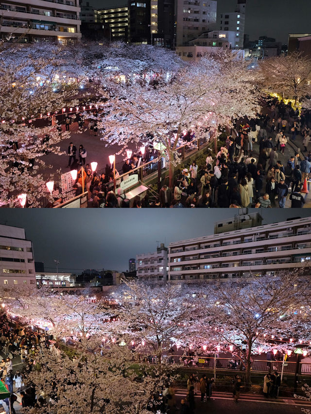 目黑川櫻花狂歡！體驗東京之美，留下難忘記憶📸