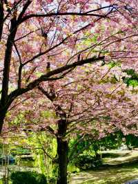 【北海道】北海道廳舊舍：歷史與櫻花之旅