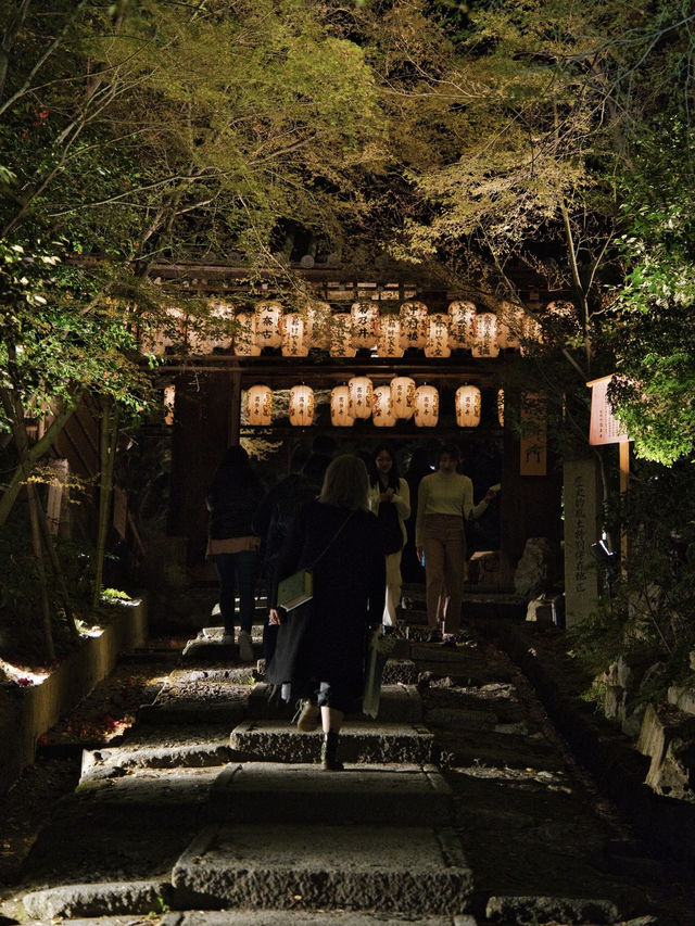 【京都×桜】桜のプロジェクションマッピングで彩られた庭園が美しい🤩※攻略のコツ情報付
