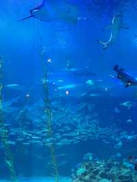 비가 오는 날 제주에서 실내 놀거리! 제주 아쿠아플라넷🐠