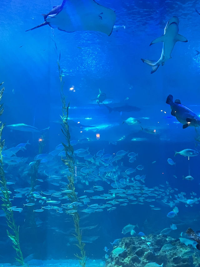 비가 오는 날 제주에서 실내 놀거리! 제주 아쿠아플라넷🐠