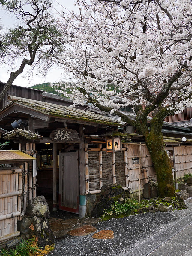 Spring in Arashiyama