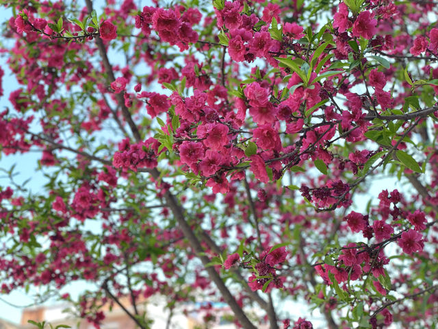 Flowering cherry blossoms in Kathmandu.
