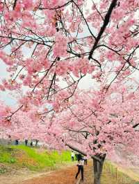 【群馬】超穴場!!絶景の桜並木が見れる!!春のおでかけスポット🌸
