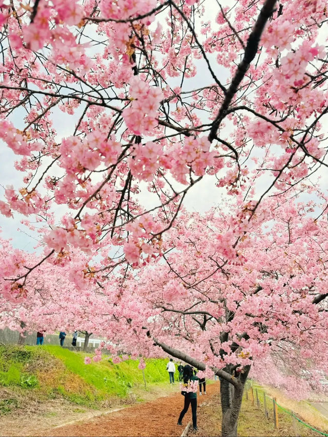 【群馬】超穴場!!絶景の桜並木が見れる!!春のおでかけスポット🌸