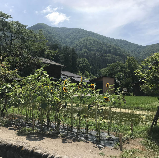 ชิราคาวาโกะ (Shirakawa-go) หมู่บ้านมรดกโลก