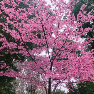 櫻木神社　野田市