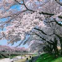 「原池公園櫻花季，最動人的大自然藝術品」