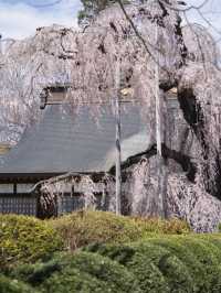 【山梨・桜】混雑回避はココ‼️樹齢330年のイトザクラに酔いしれよう🥰