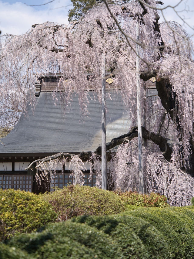 【山梨・桜】混雑回避はココ‼️樹齢330年のイトザクラに酔いしれよう🥰